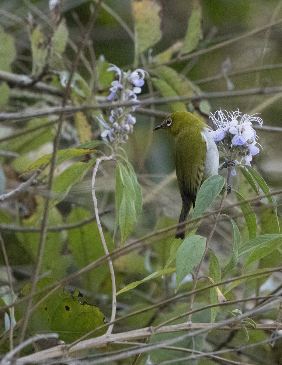 Indian White-eye - ML637257311