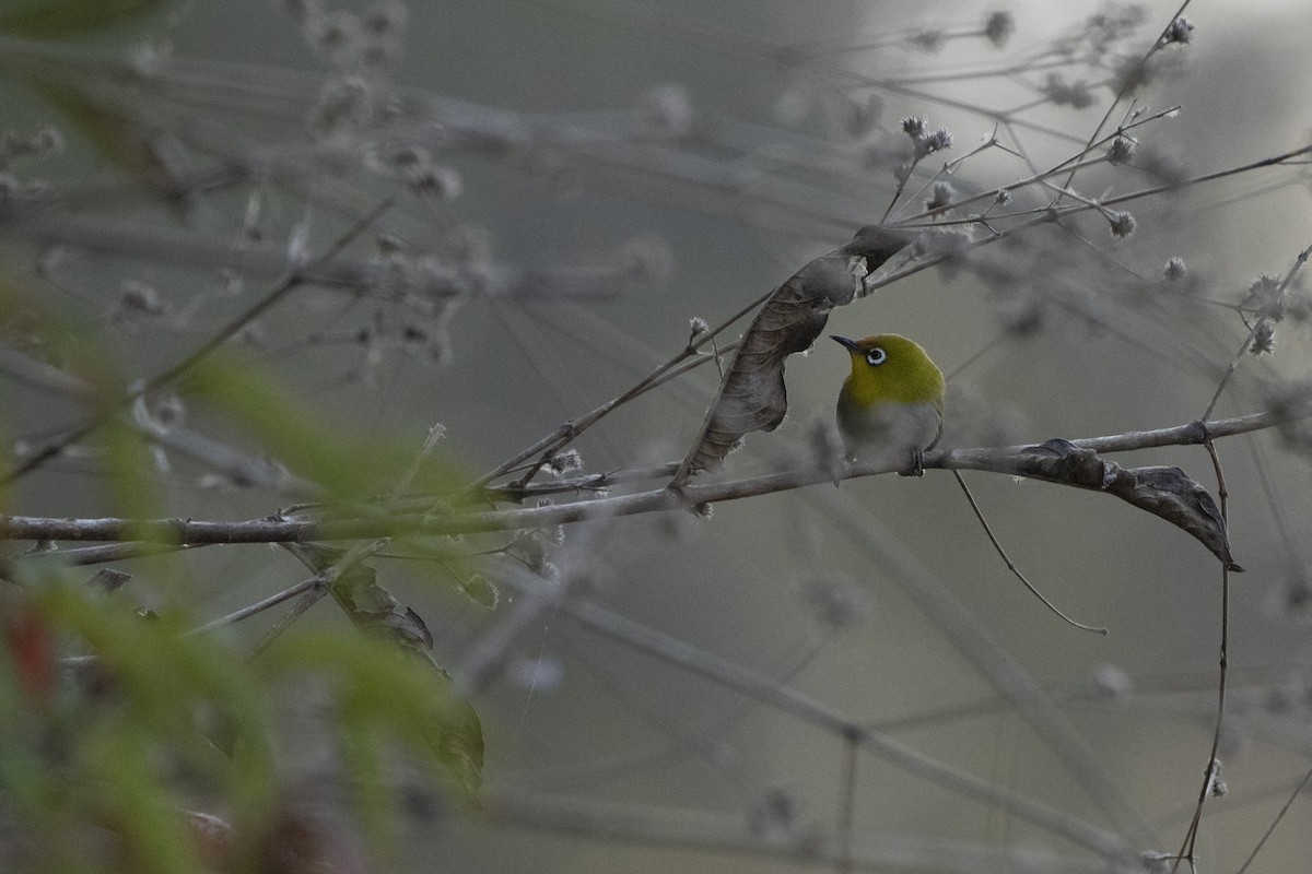 Indian White-eye - ML637257312