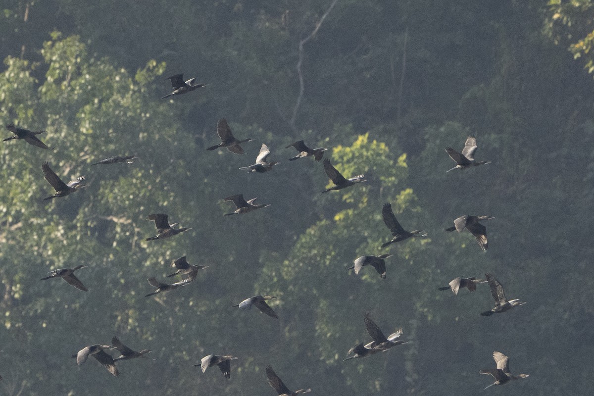 Little Cormorant - ML637257329