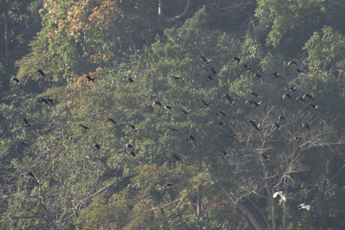 Little Cormorant - ML637257330