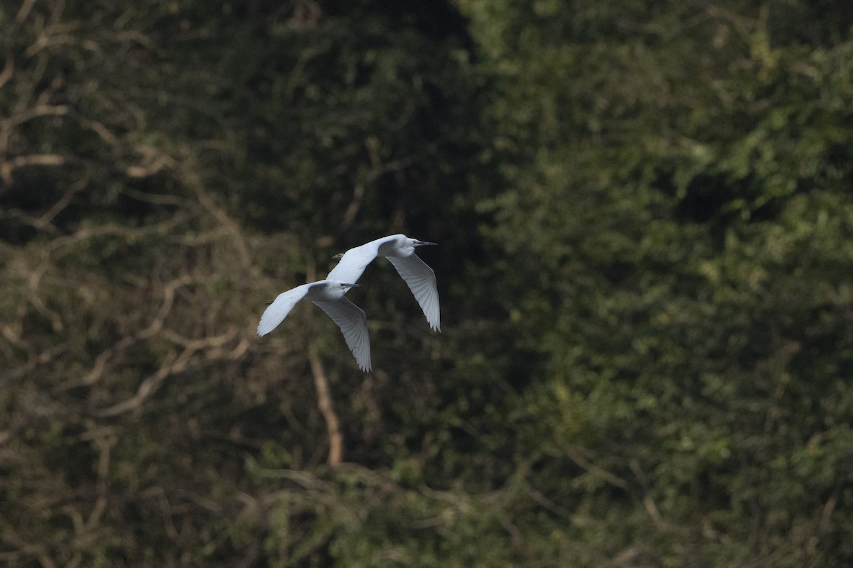 Little Egret - ML637257342