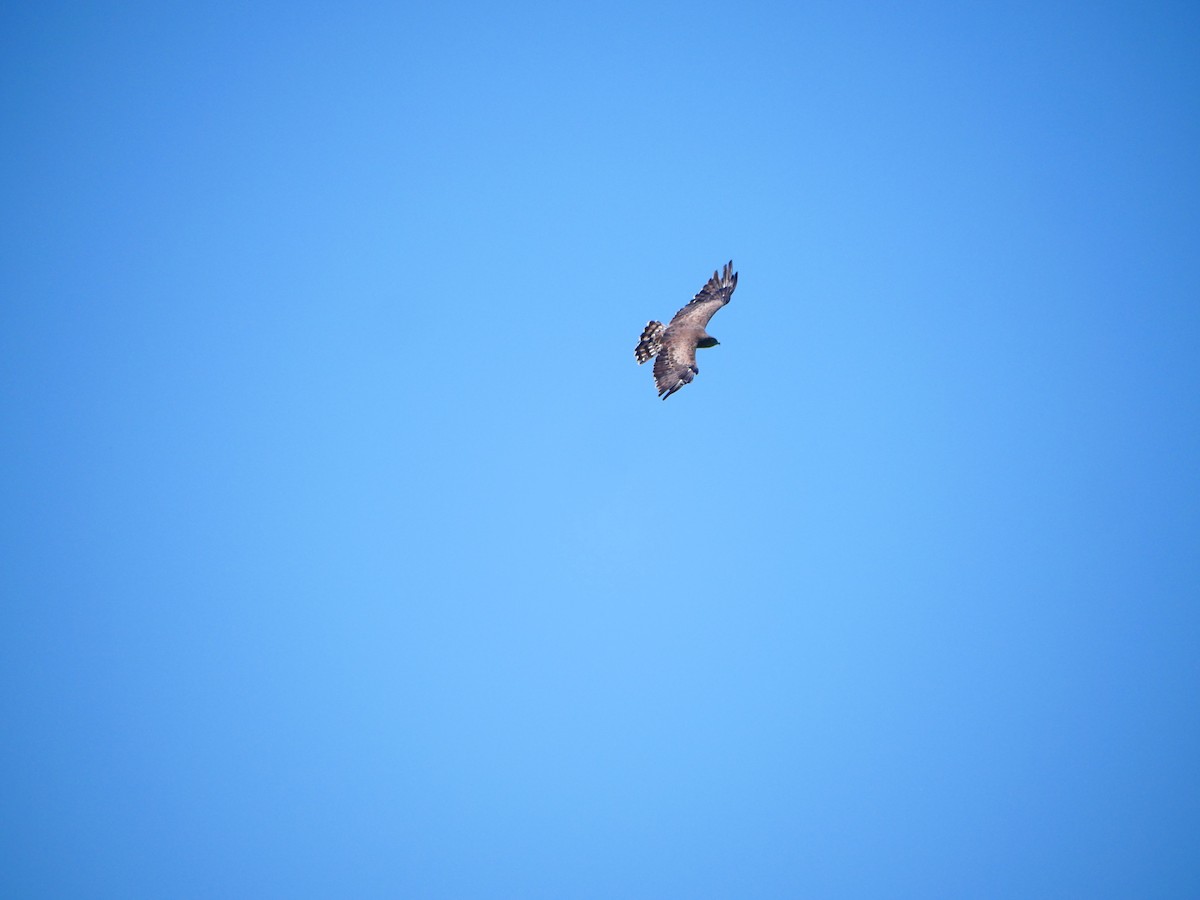 Short-toed Snake-Eagle - ML637257343