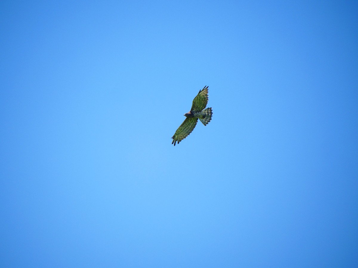 Short-toed Snake-Eagle - ML637257344