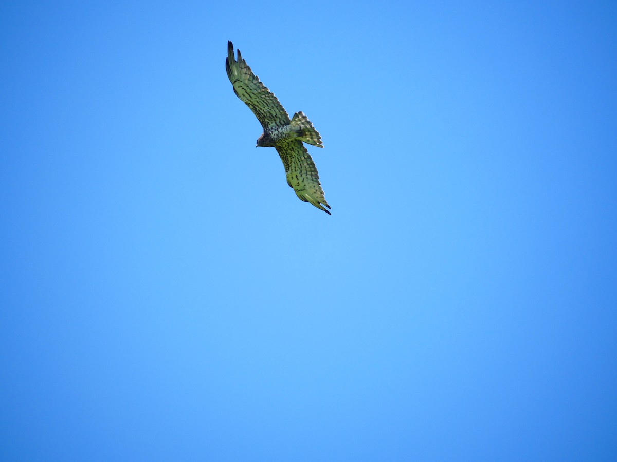 Short-toed Snake-Eagle - ML637257345