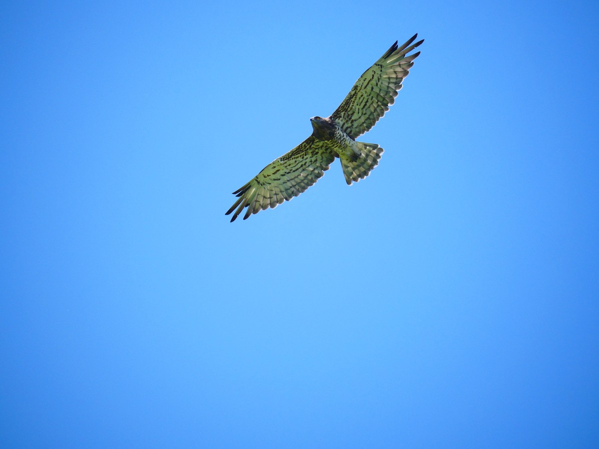 Short-toed Snake-Eagle - ML637257346
