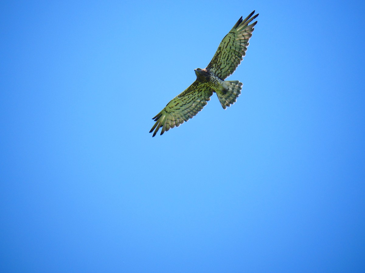 Short-toed Snake-Eagle - ML637257347