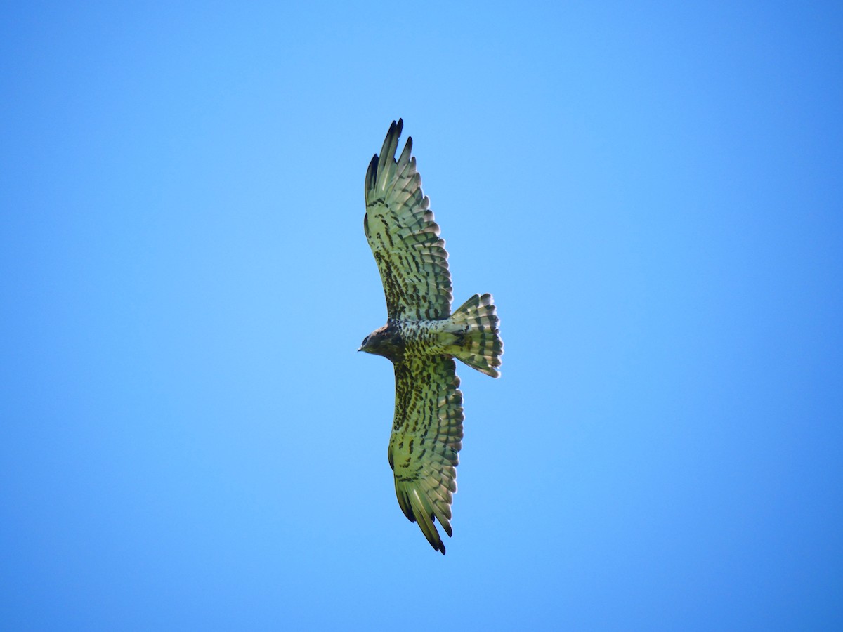Short-toed Snake-Eagle - ML637257348