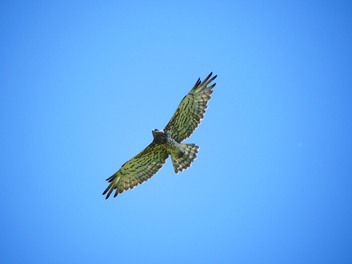 Short-toed Snake-Eagle - ML637257350