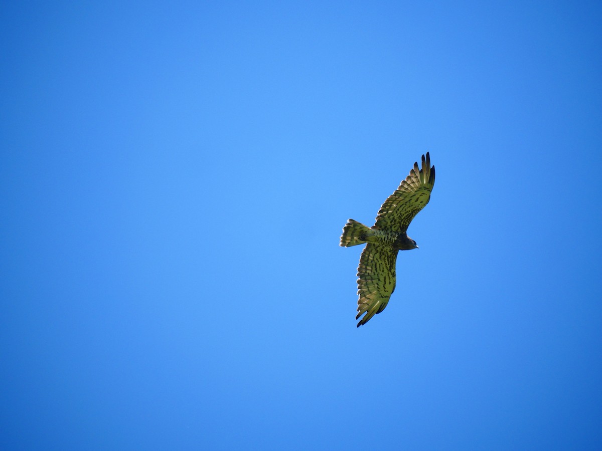 Short-toed Snake-Eagle - ML637257351