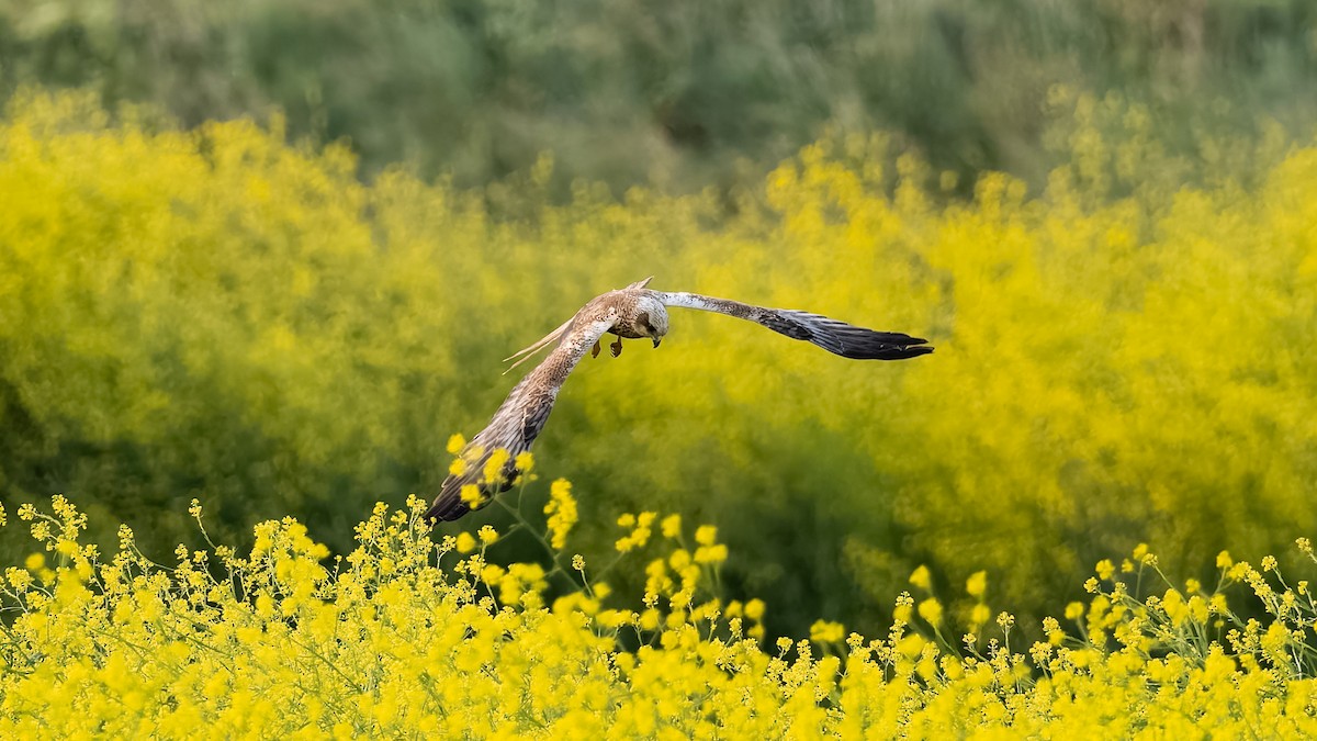 Болотный лунь - ML637257353