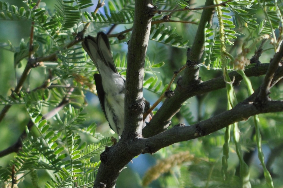 סבכון צהוב-כיפה - ML637257354