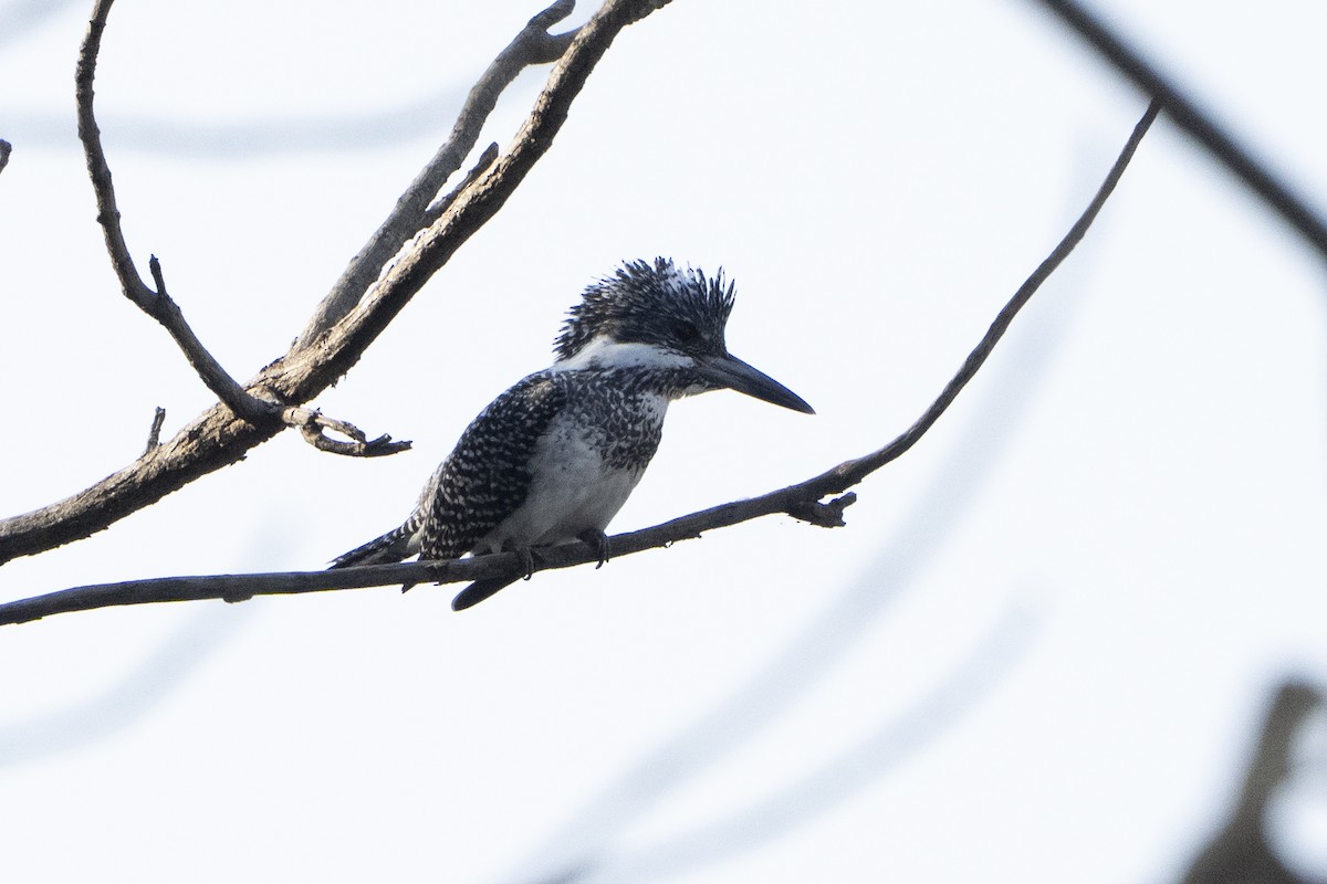 Crested Kingfisher - ML637257379