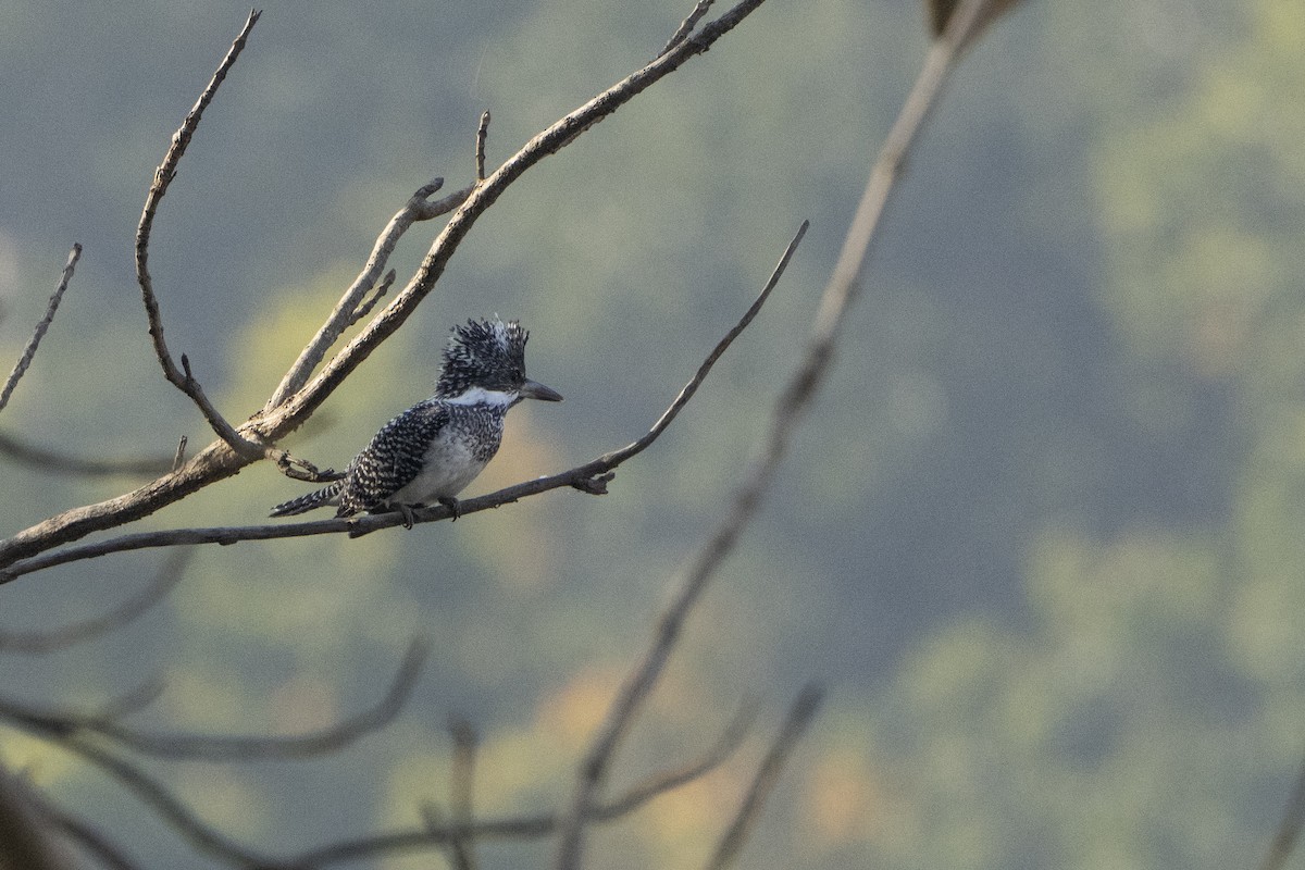 Crested Kingfisher - ML637257382