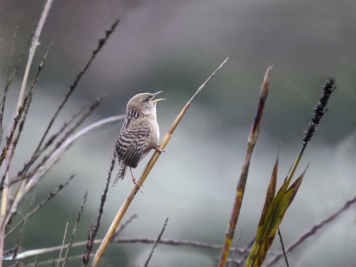 Apolinar's Wren - ML637257389