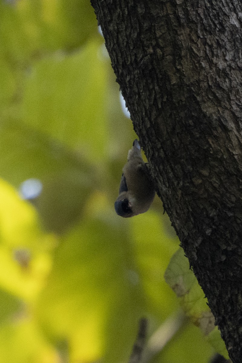 Velvet-fronted Nuthatch - ML637257403