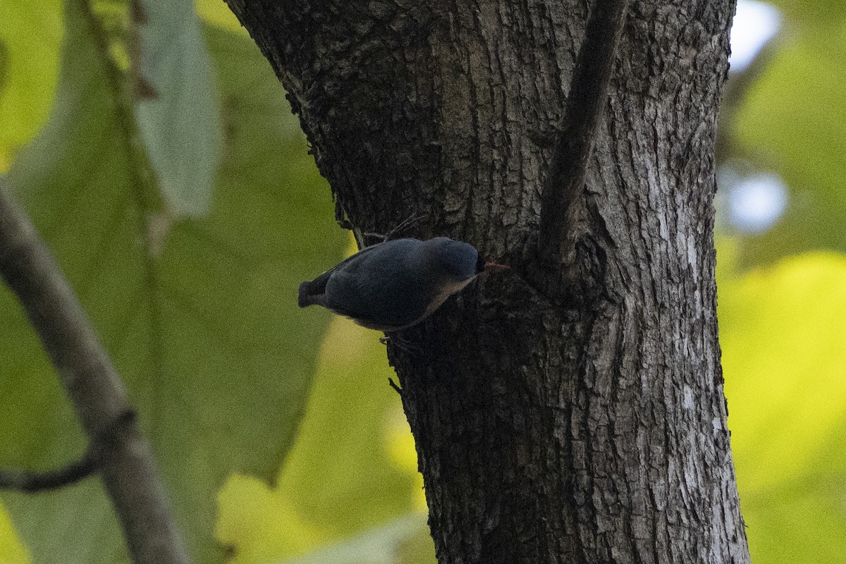 Velvet-fronted Nuthatch - ML637257404