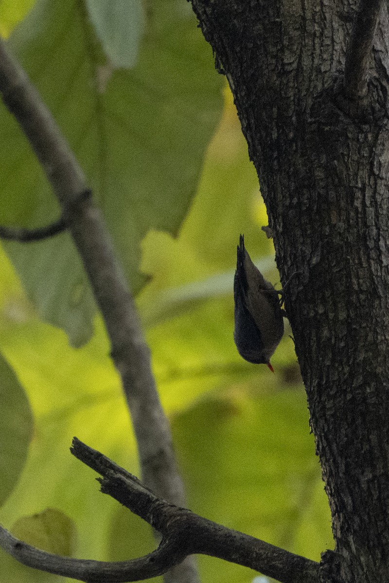 Velvet-fronted Nuthatch - ML637257405