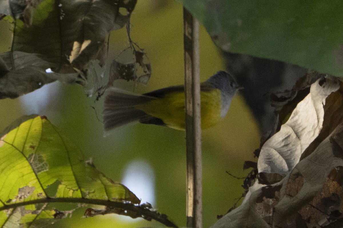 Gray-headed Canary-Flycatcher - ML637257415