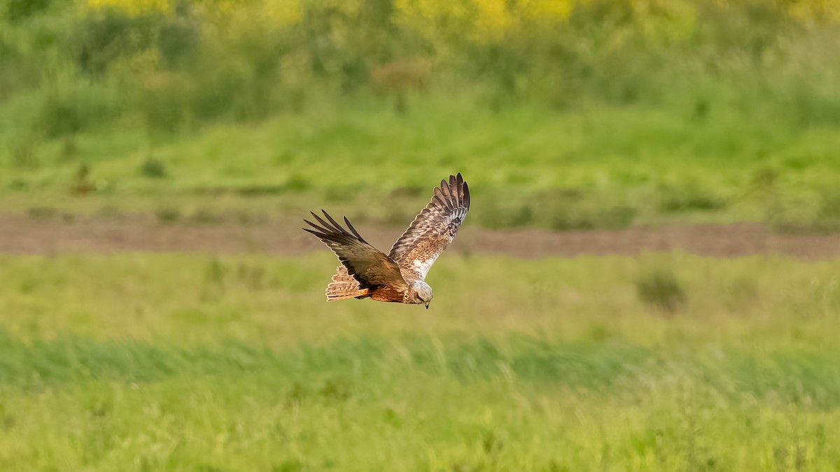 Болотный лунь - ML637257426