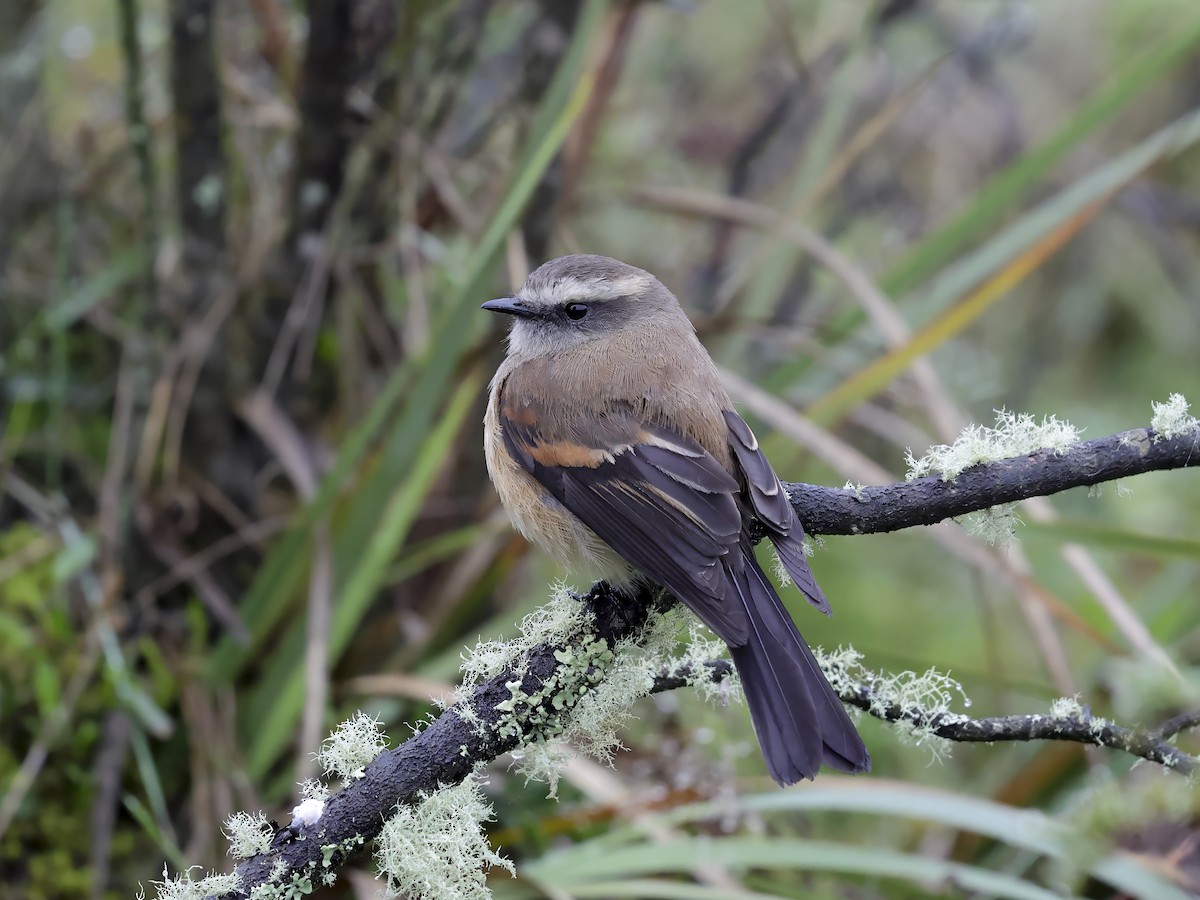 Brown-backed Chat-Tyrant - ML637257432