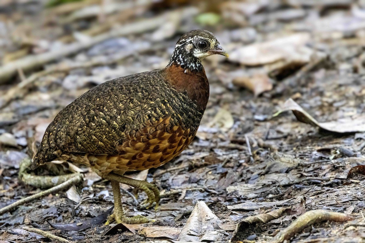 Sabah Partridge - ML637257502