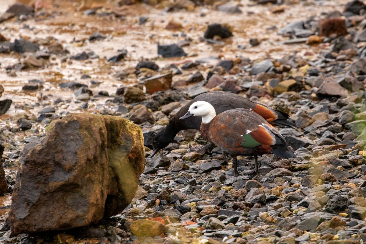 Paradise Shelduck - ML637257520