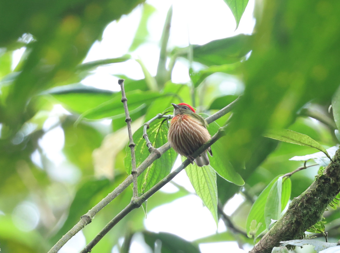 Striolated Manakin - ML637257532