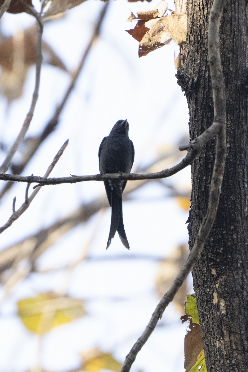 Ashy Drongo - ML637257573