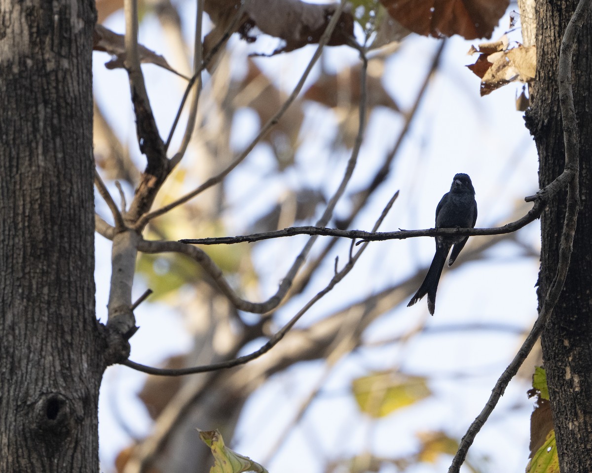 Ashy Drongo - ML637257574