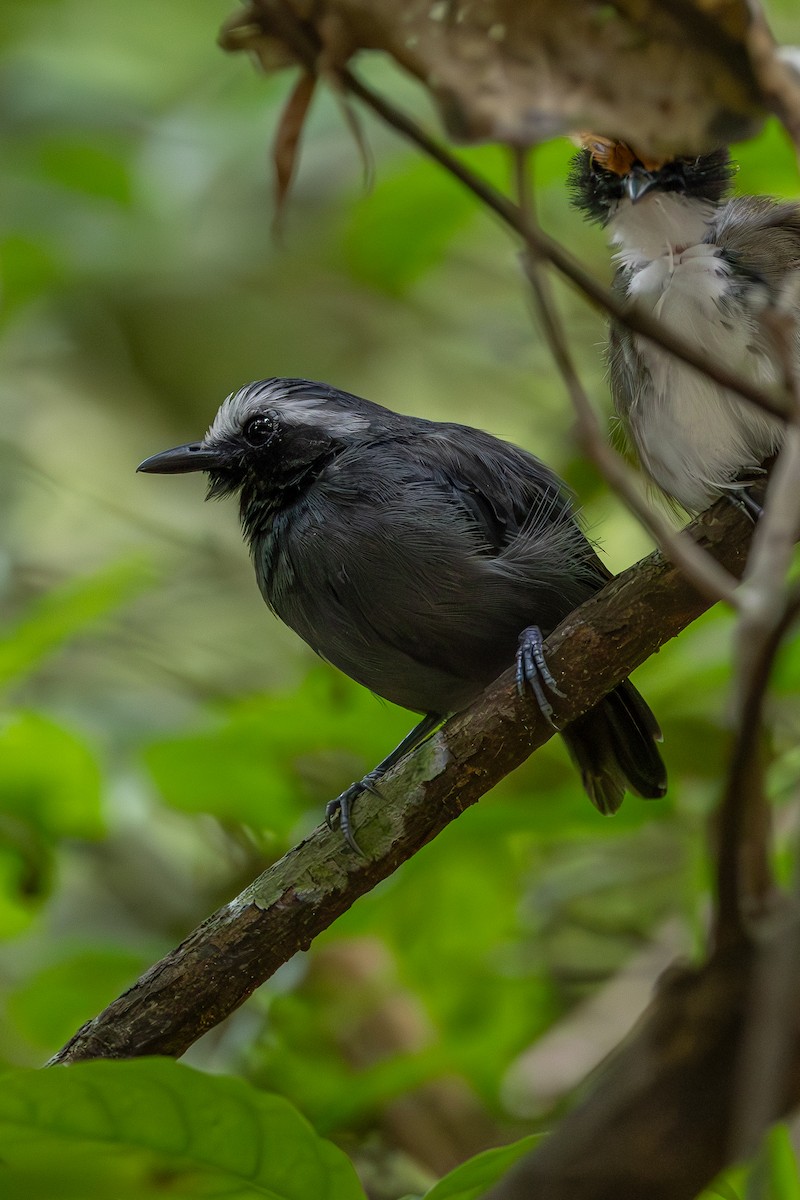 White-browed Antbird - ML637257581