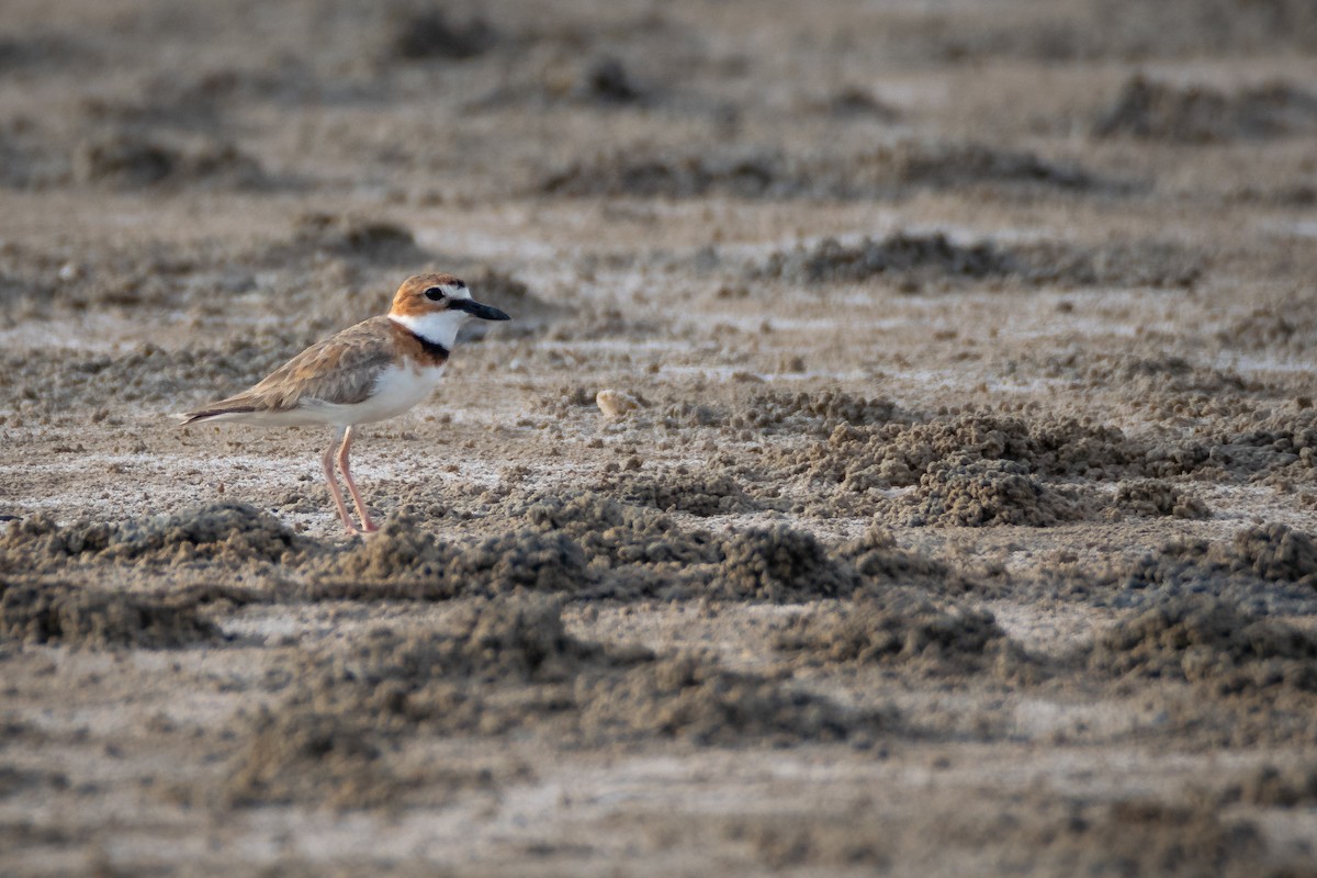Collared Plover - ML637257633