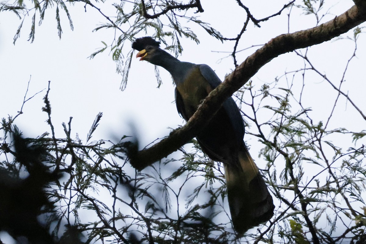 Great Blue Turaco - ML637257634