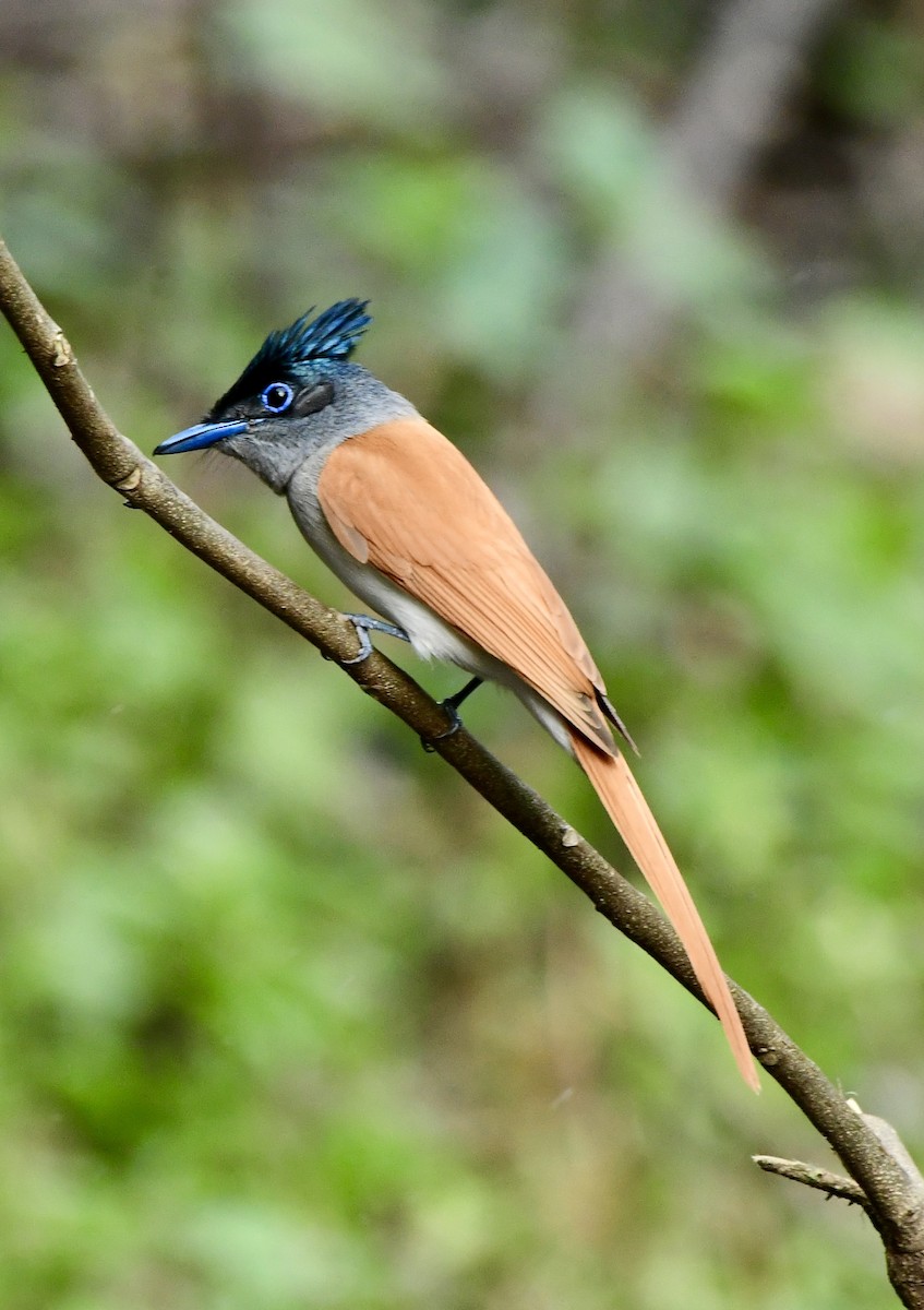 Indian Paradise-Flycatcher - ML637257641