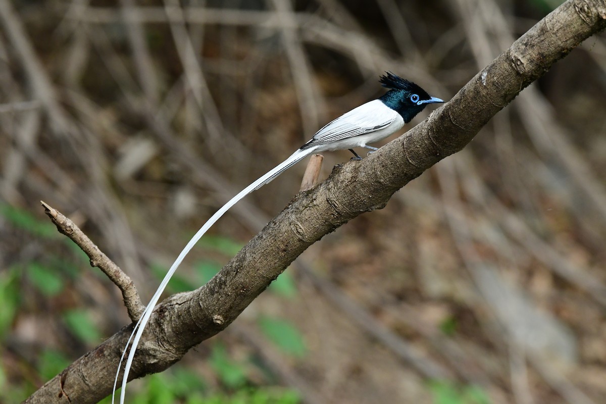 Indian Paradise-Flycatcher - ML637257656