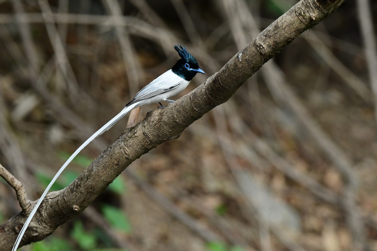 Indian Paradise-Flycatcher - ML637257657