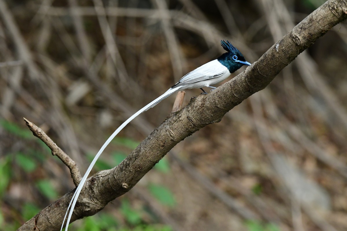 Indian Paradise-Flycatcher - ML637257658