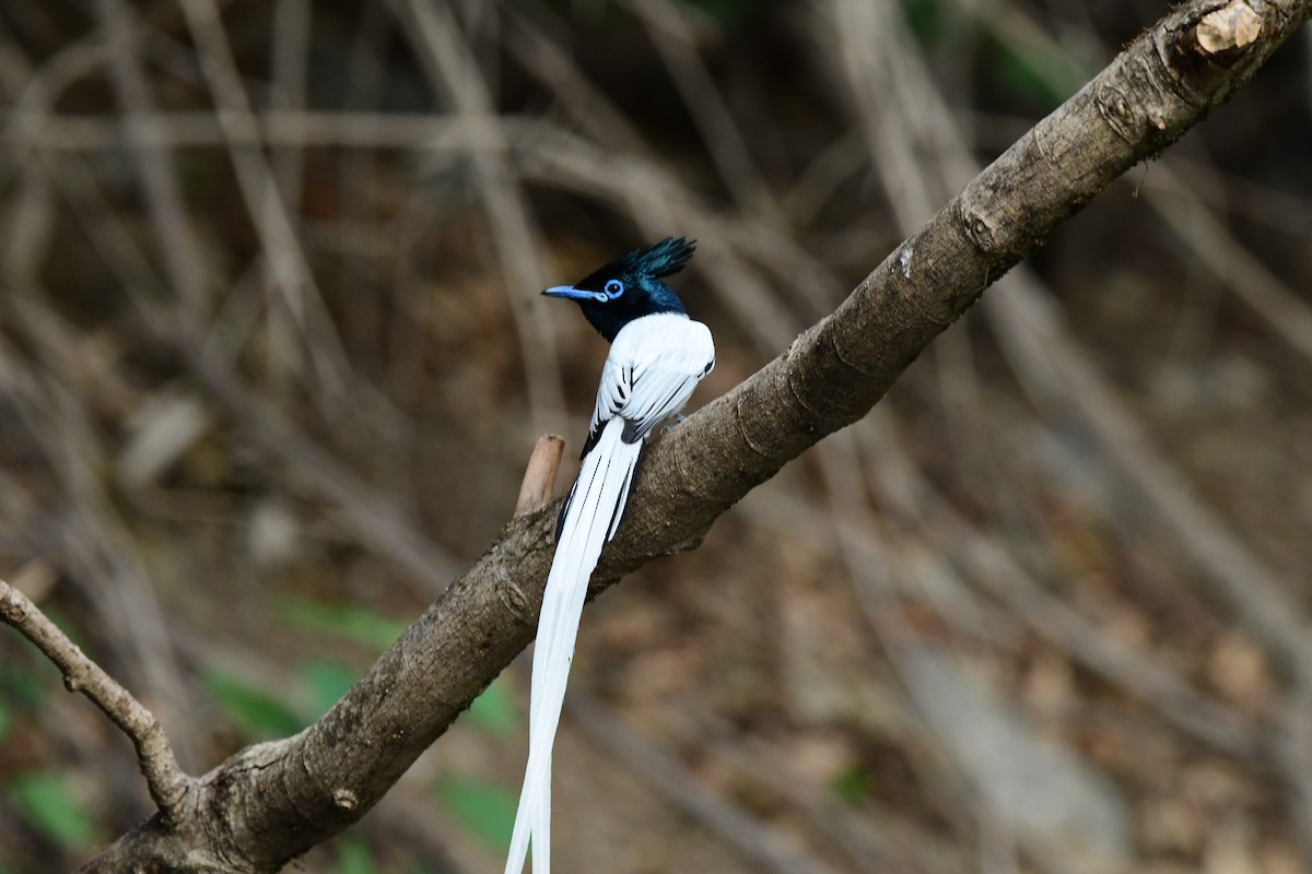 Indian Paradise-Flycatcher - ML637257659