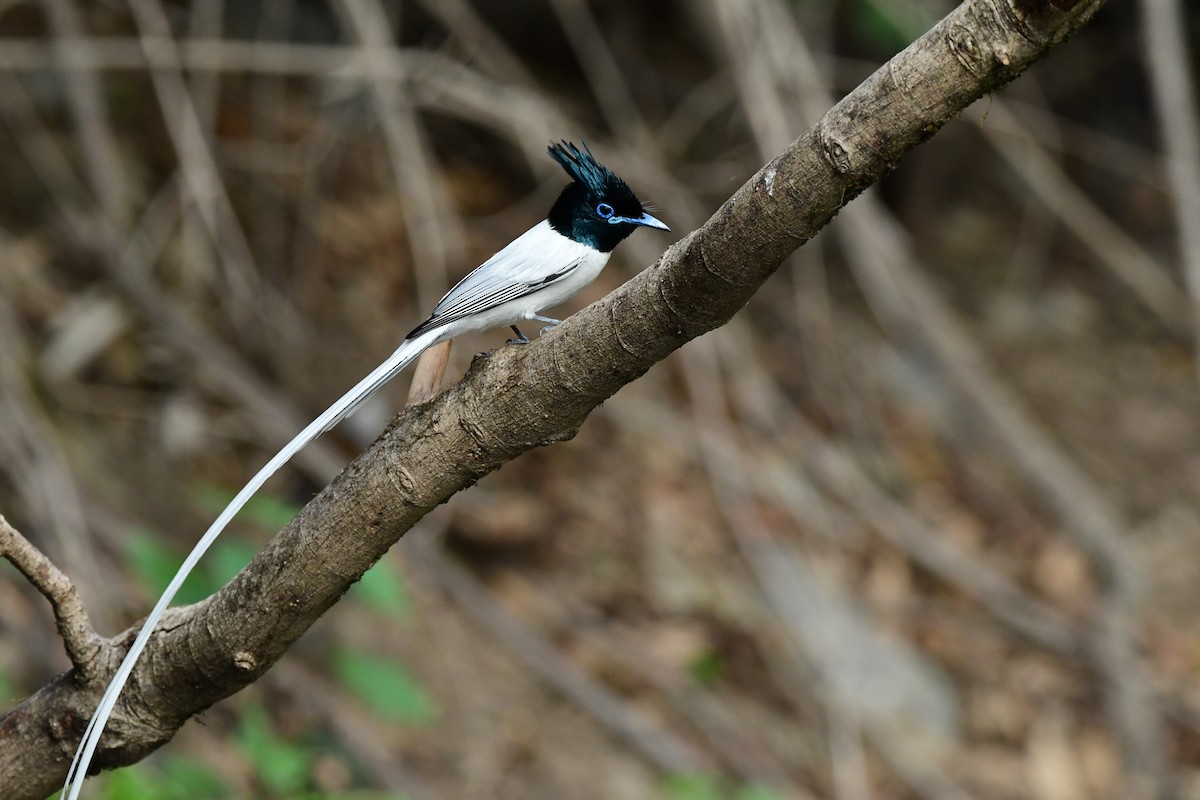 Indian Paradise-Flycatcher - ML637257660