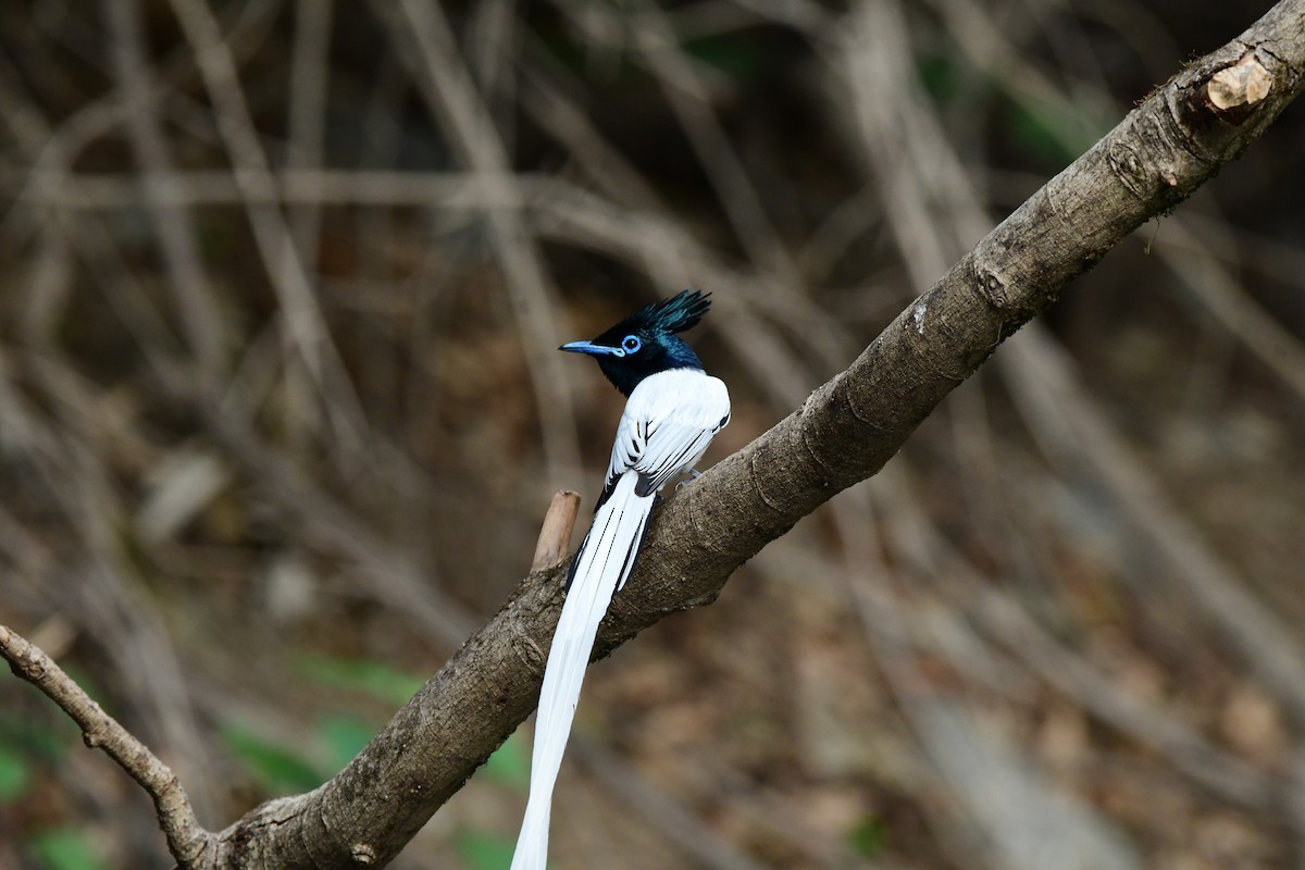 Indian Paradise-Flycatcher - ML637257661