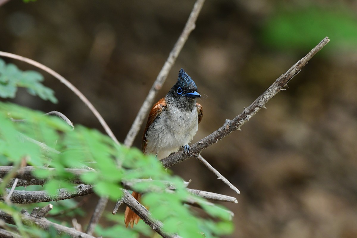 Indian Paradise-Flycatcher - ML637257662