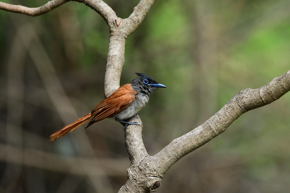 Indian Paradise-Flycatcher - ML637257663