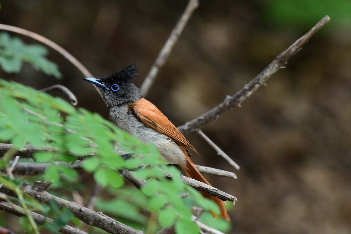 Indian Paradise-Flycatcher - ML637257664
