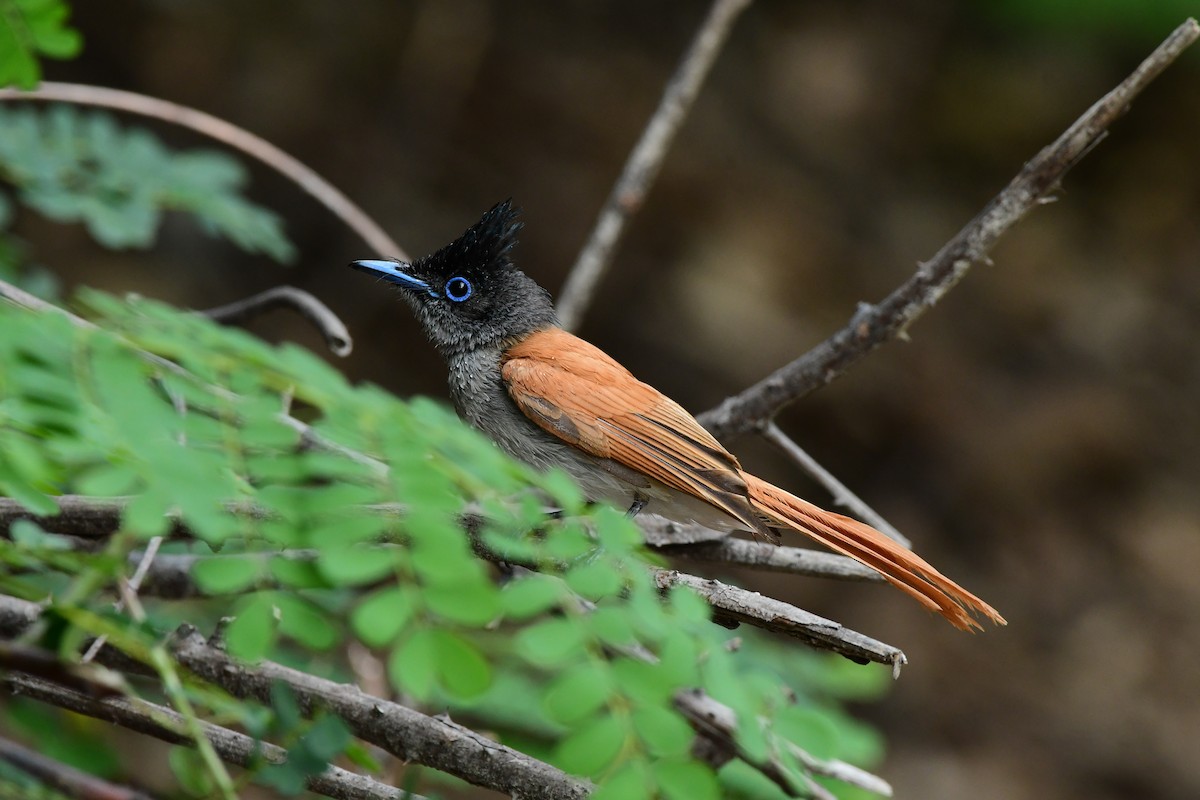 Indian Paradise-Flycatcher - ML637257665