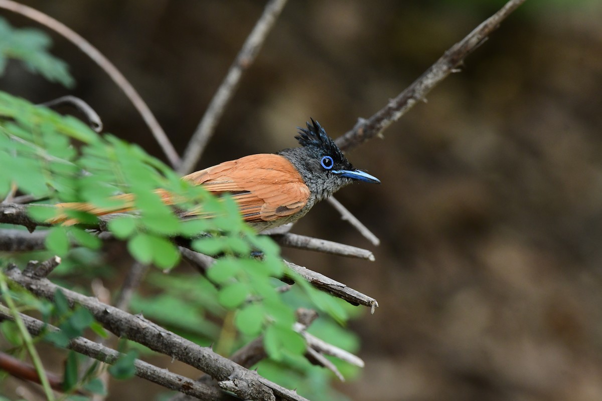 Indian Paradise-Flycatcher - ML637257666