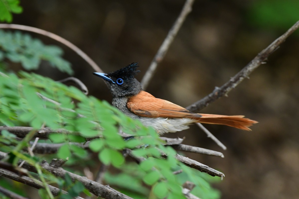 Indian Paradise-Flycatcher - ML637257667