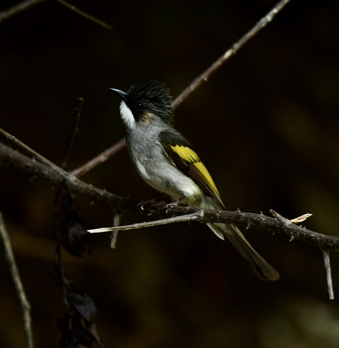 Ashy Bulbul - ML637257726