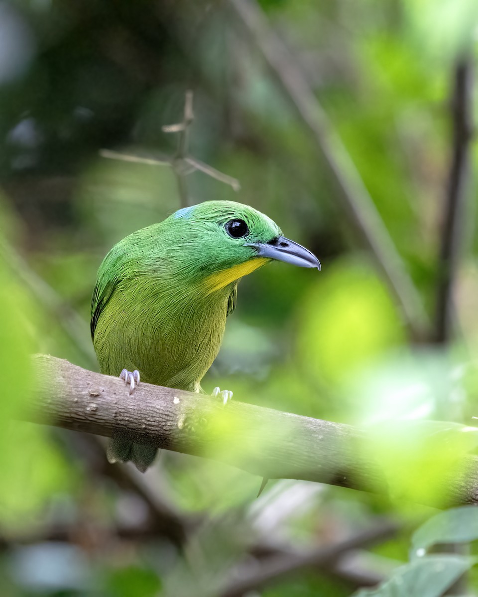 Green Shrike-Vireo - ML637257768