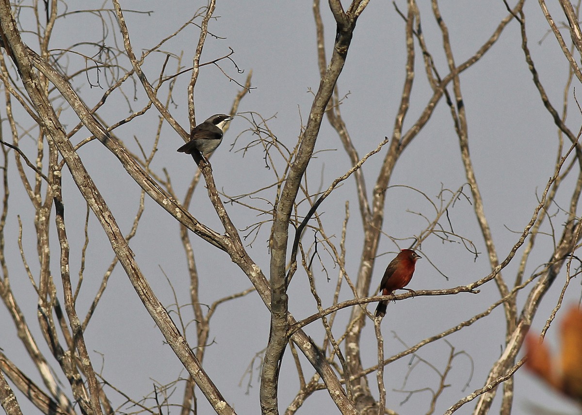 White-banded Tanager - ML637257811