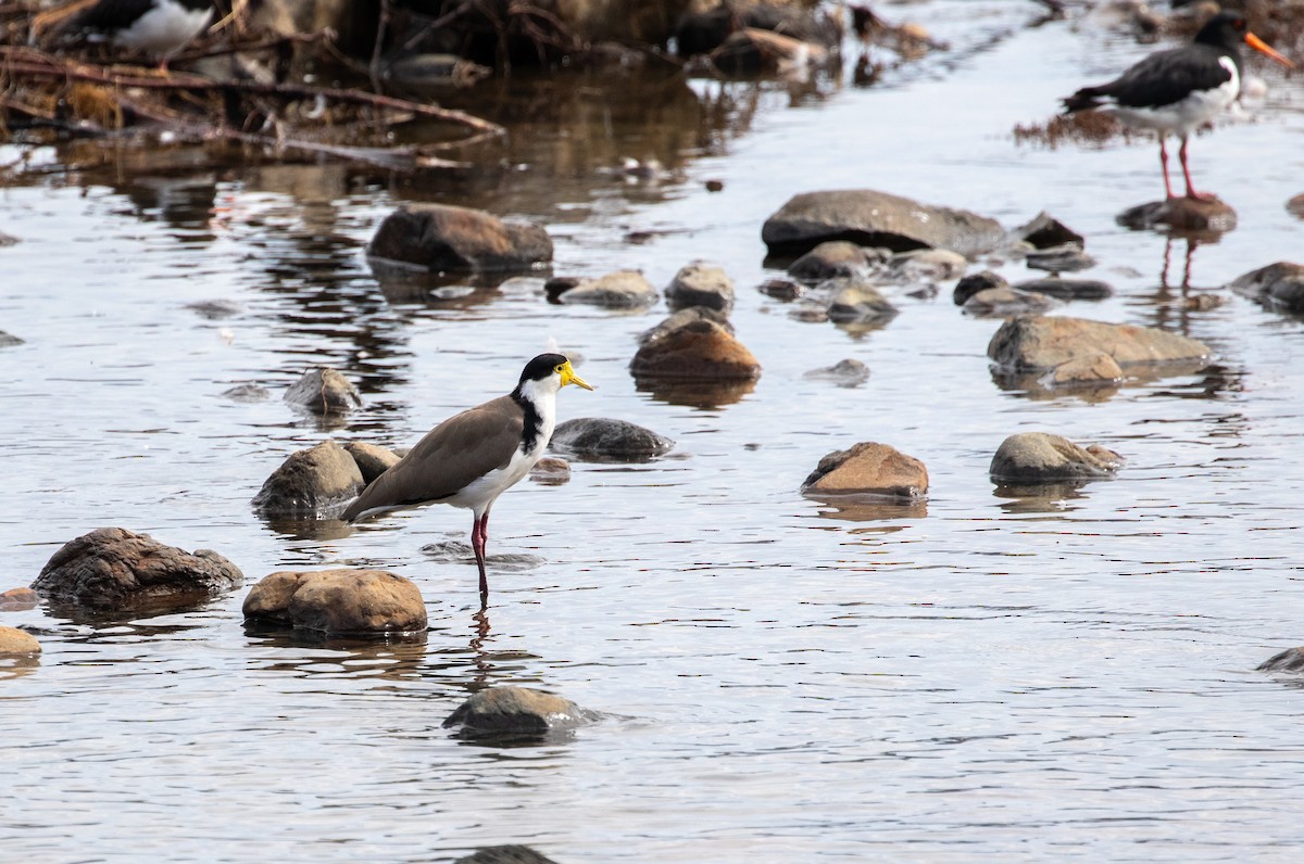 Masked Lapwing - ML637257818
