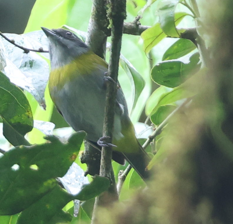 Ashy-throated Chlorospingus - ML637257822